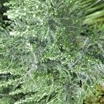 Ozothamnus leptophyllus Hoja