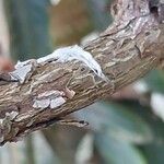 Rhododendron yakushimanum Bark