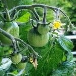 Solanum lycopersicum Frucht