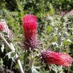 Cirsium arizonicum Flower