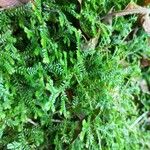 Selaginella stenophylla Лист