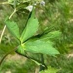 Ranunculus aconitifolius Blad