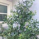 Prunus caroliniana ফুল