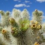 Cylindropuntia bigelovii 花