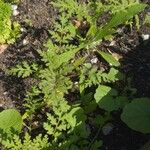 Phacelia tanacetifoliaLevél