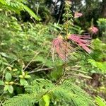 Calliandra houstoniana പുഷ്പം