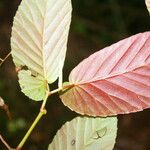 Begonia convallariodora Hoja
