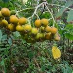 Ehretia dicksonii Fruit