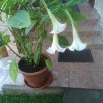 Datura wrightii Liść