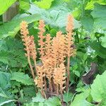 Orobanche flava Bloem