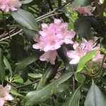 Rhododendron minus Blüte