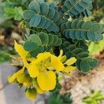 Senna auriculata موطن