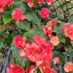 Begonia grandis花