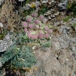 Seseli gummiferum 花