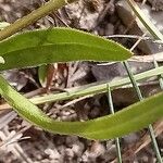 Prunella hyssopifolia Yaprak