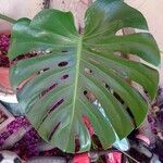 Philodendron bipinnatifidum Leaf