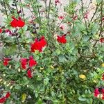 Salvia greggii Cvet