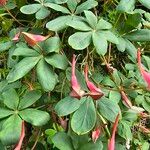 Tropaeolum pentaphyllum Hoja