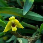 Maxillaria variabilis Buveinė