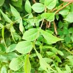 Senna occidentalis Лист