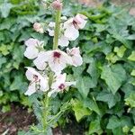 Verbascum chaixii Квітка