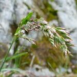 Poa alpina फूल