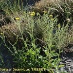 Hieracium patens Habit