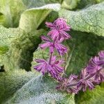 Salvia verticillata Fleur