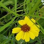 Coreopsis tinctoria Цветок