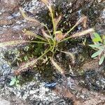 Drosera capensis Blad