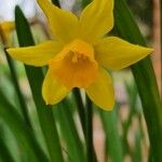 Narcissus minor Fleur