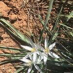 Leucocrinum montanum Flower