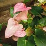 Anthurium andraeanum Blatt