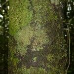 Dodecastigma integrifolium Casca