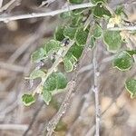 Atraphaxis spinosa Leaf