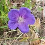 Geranium pratenseÇiçek