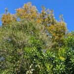 Swietenia mahagoni Агульны выгляд