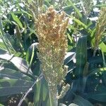 Sorghum bicolor Feuille