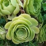 Aeonium aureum Blad