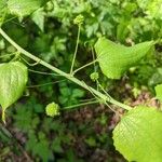 Smilax herbacea Levél