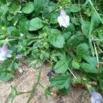 Mazus pumilus Leaf