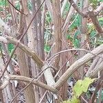 Buddleja albiflora 樹皮
