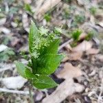 Mercurialis perennis ফুল