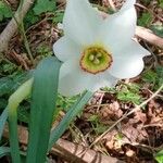 Narcissus poeticus Bloem