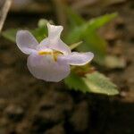 Bonnaya antipoda Habitus