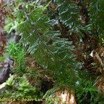 Hymenophyllum tunbrigense Leaf