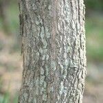 Fernelia buxifolia 樹皮