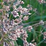 Luzula alpinopilosa Flower