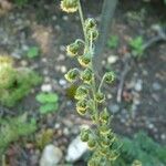 Artemisia atrata Blodyn