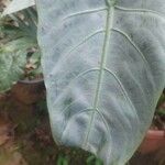 Alocasia longiloba Blatt